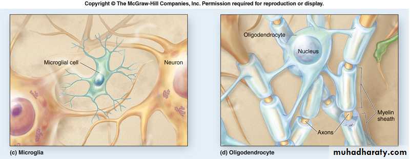 Nervous system