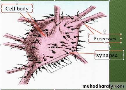 Nervous system