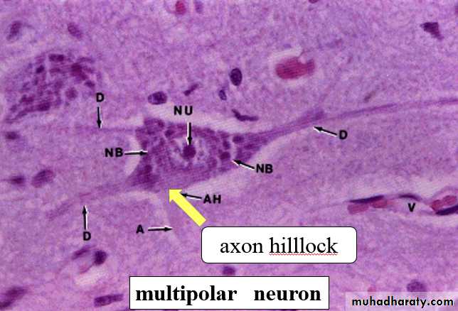 Nervous system