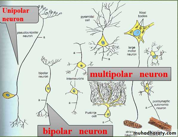 Nervous system