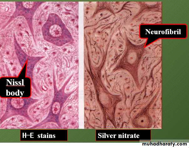 Nervous system