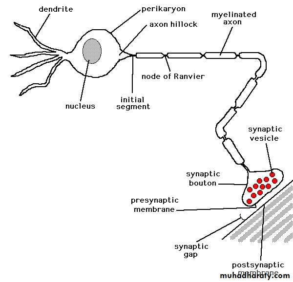 Nervous system