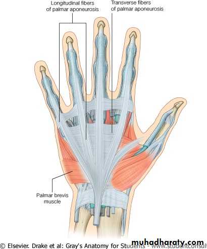 The Hand