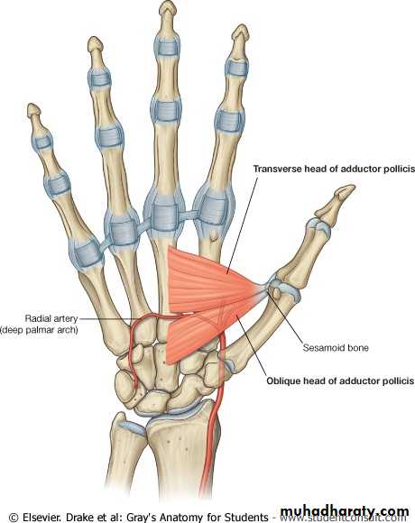 The Hand