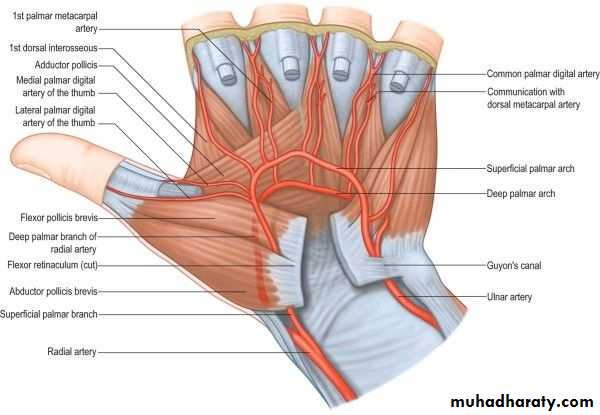 The Hand