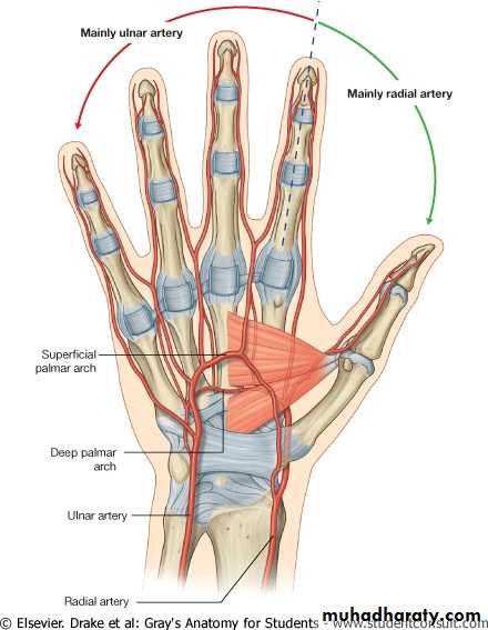 The Hand
