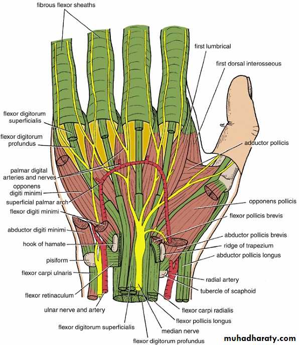 The Hand
