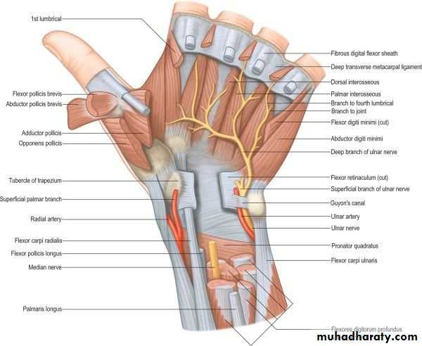 The Hand