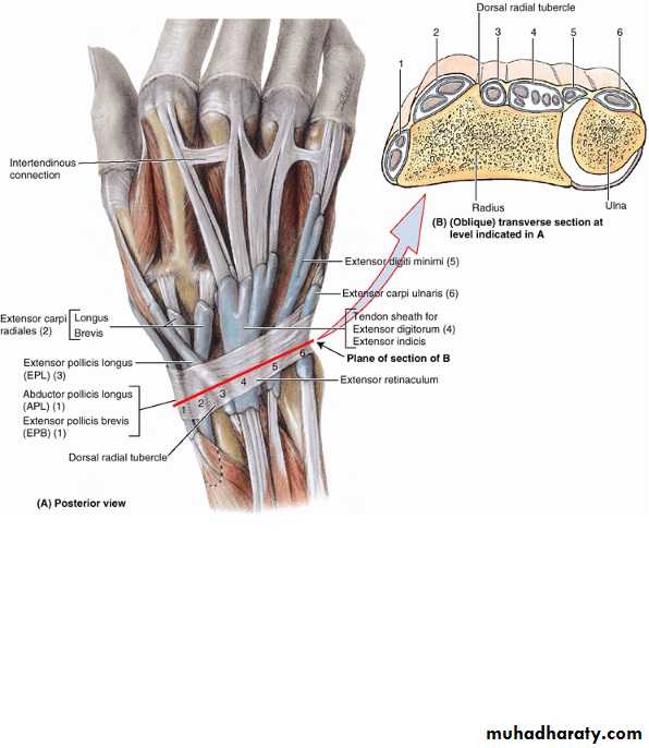 The Hand