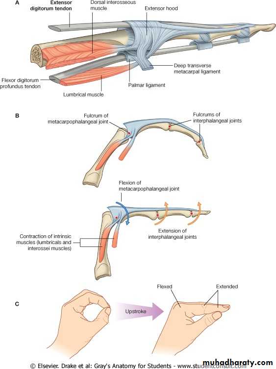 The Hand
