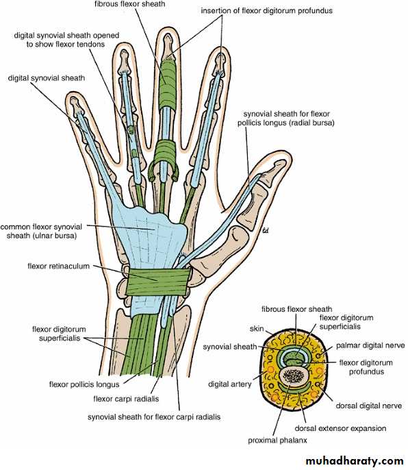 The Hand