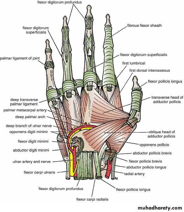 The Hand