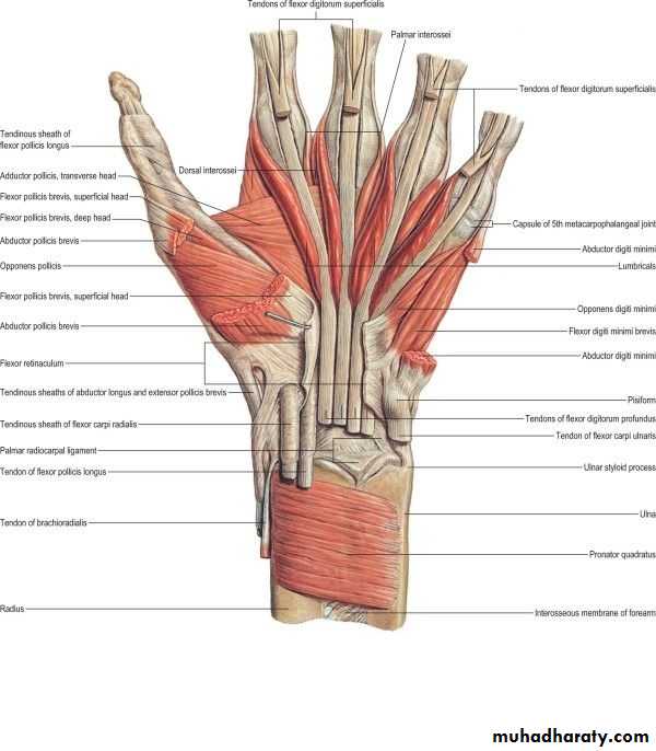 The Hand