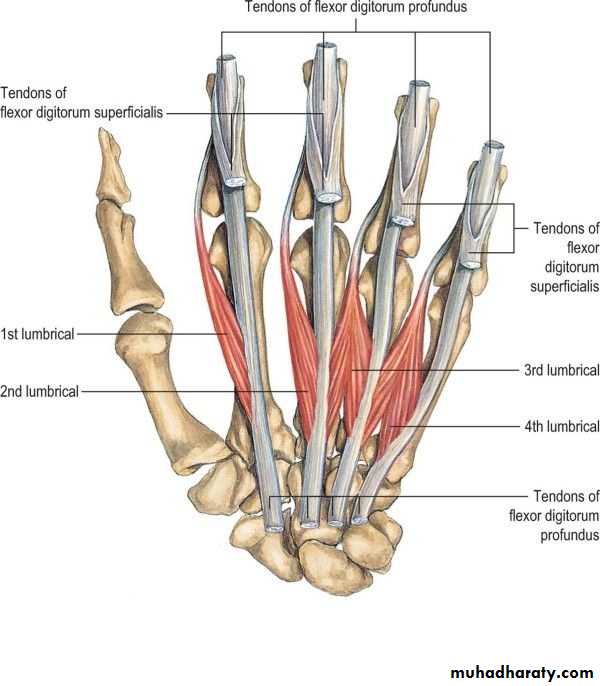 The Hand