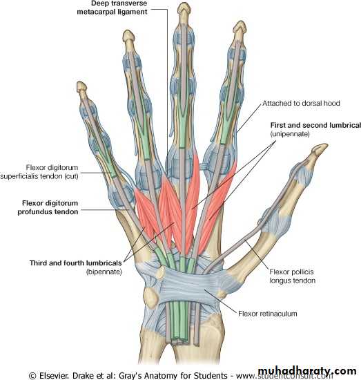 The Hand