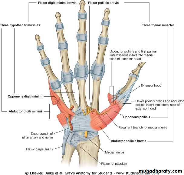 The Hand