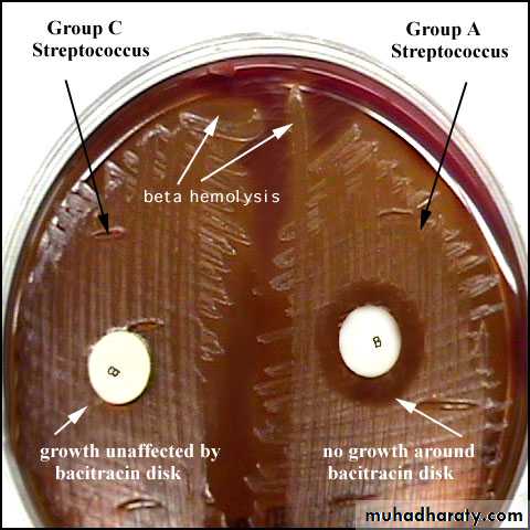 Streptococcus