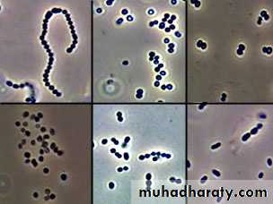 Streptococcus