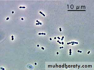 Streptococcus