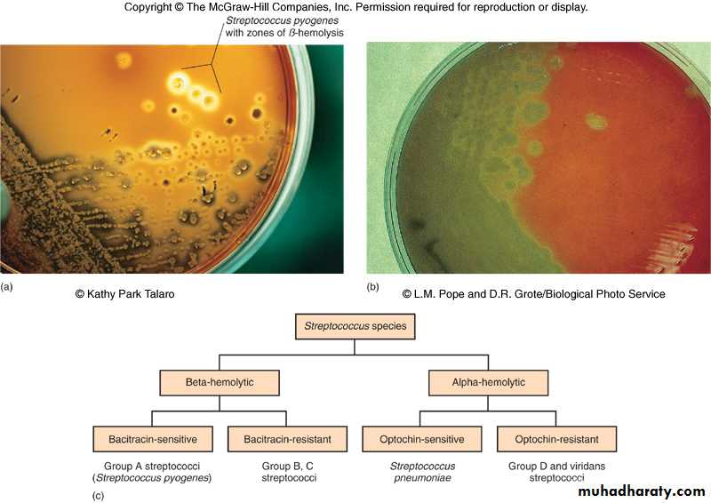 Streptococcus