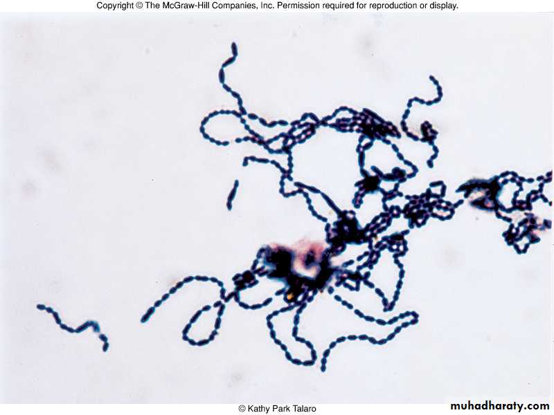 Streptococcus