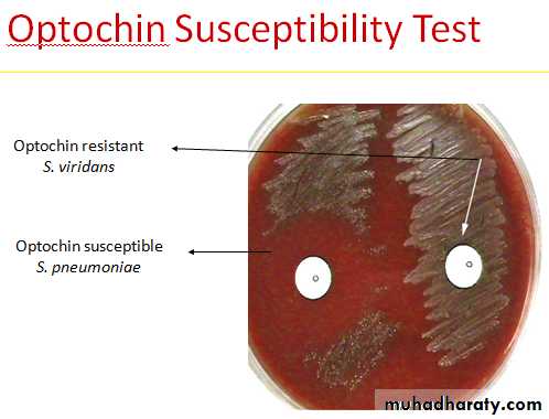 Streptococcus