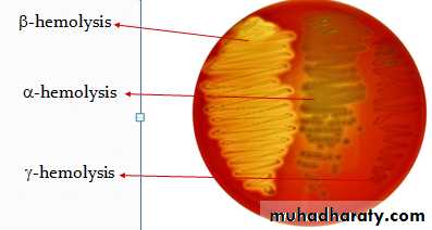 Streptococcus