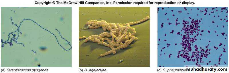 Streptococcus