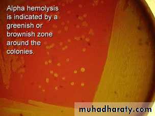 Streptococcus