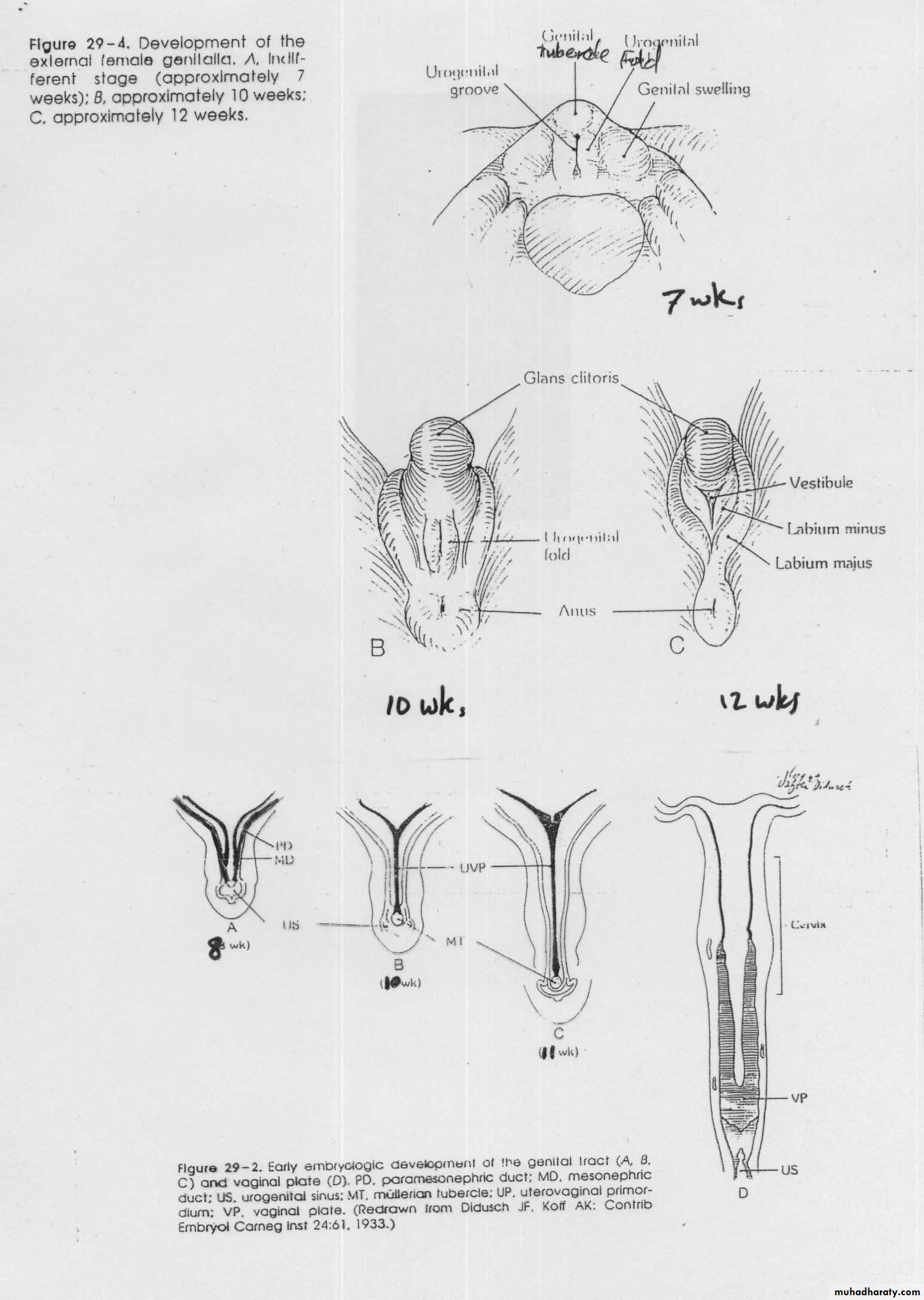 Normal development of the female genital tract