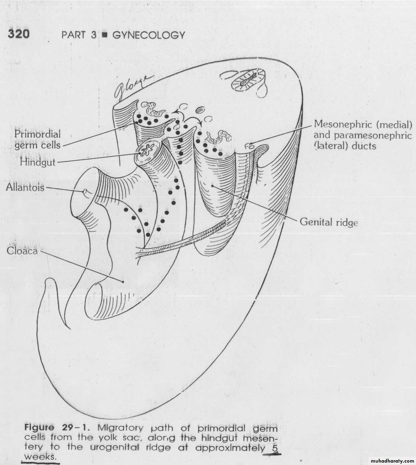 Normal development of the female genital tract