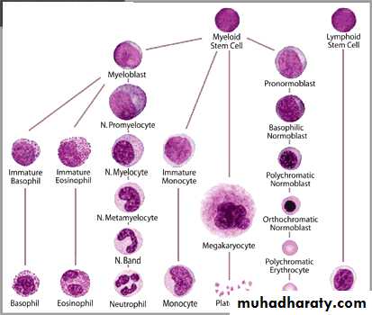introduction to the blood diseses