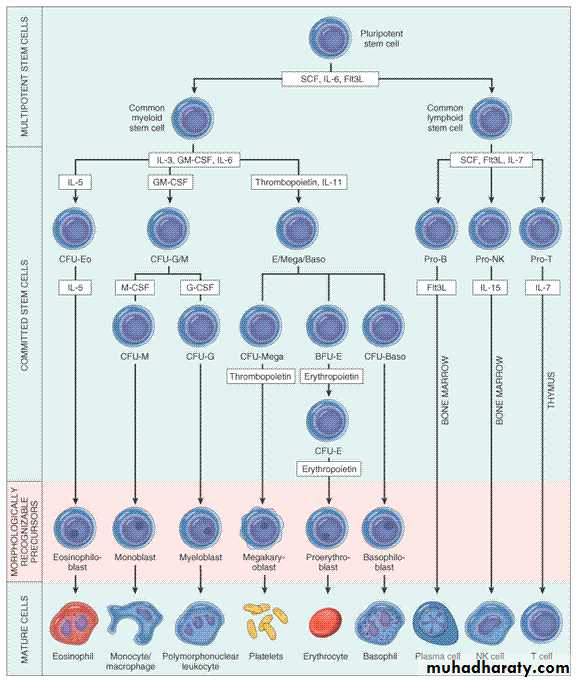 introduction to the blood diseses