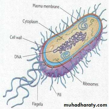 Introduction to Microbiology