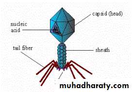 Introduction to Microbiology