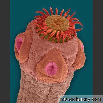 Introduction to Microbiology