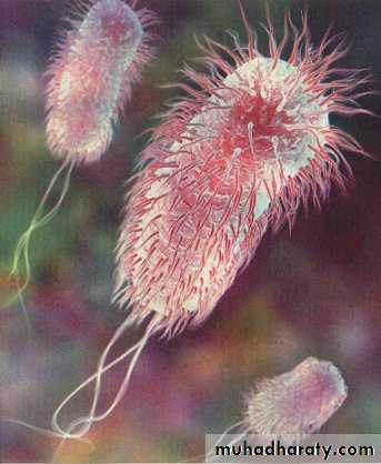Introduction to Microbiology
