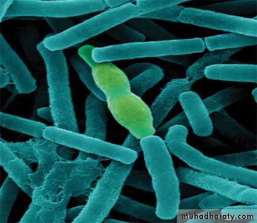 Introduction to Microbiology