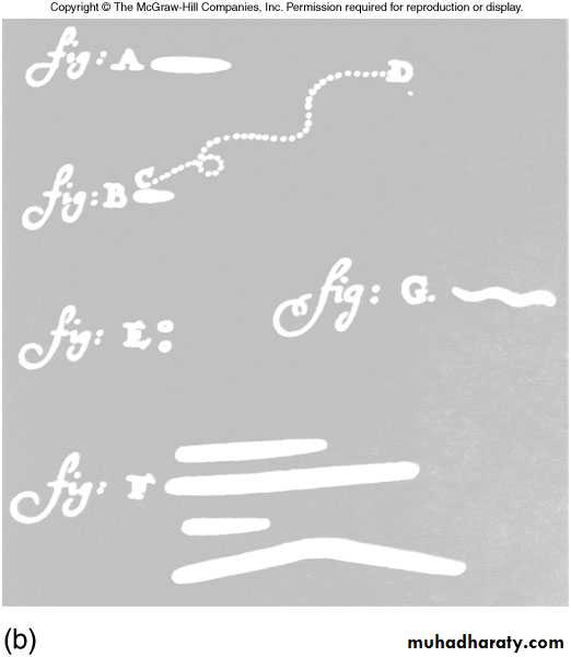 Introduction to Microbiology