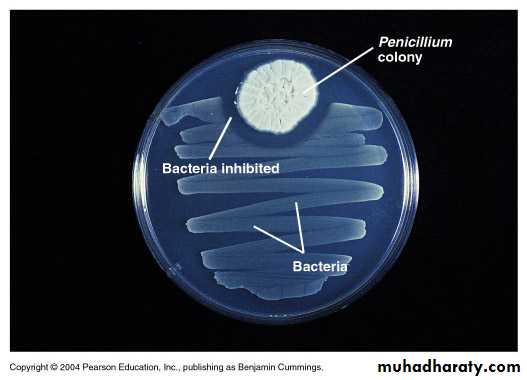 Introduction to Microbiology