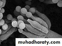 Introduction to Microbiology