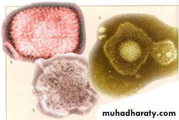 Introduction to Microbiology