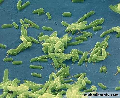 Introduction to Microbiology
