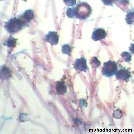 Introduction to Microbiology