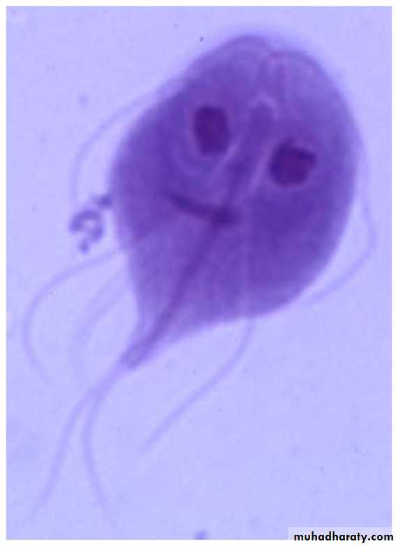 Introduction to Microbiology