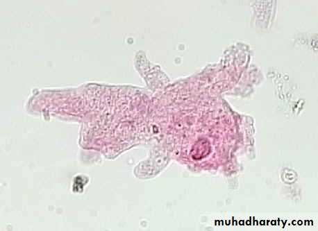 Introduction to Microbiology