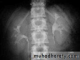 Urinary system