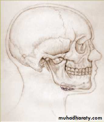 salivary glands