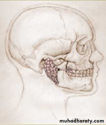 salivary glands