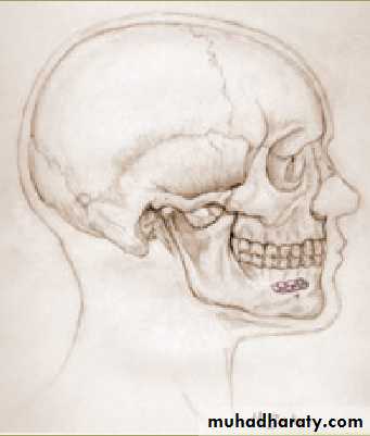 salivary glands